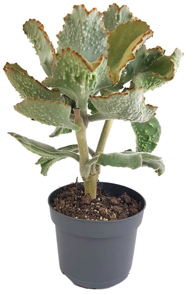 Kalanchoe beharensis - Klon 3
