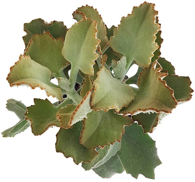 Kalanchoe beharensis - Klon 3