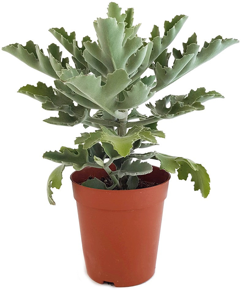 Kalanchoe beharensis - Klon 2