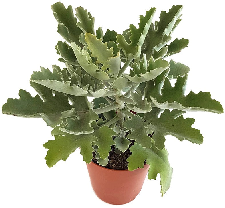 Kalanchoe beharensis - Klon 2