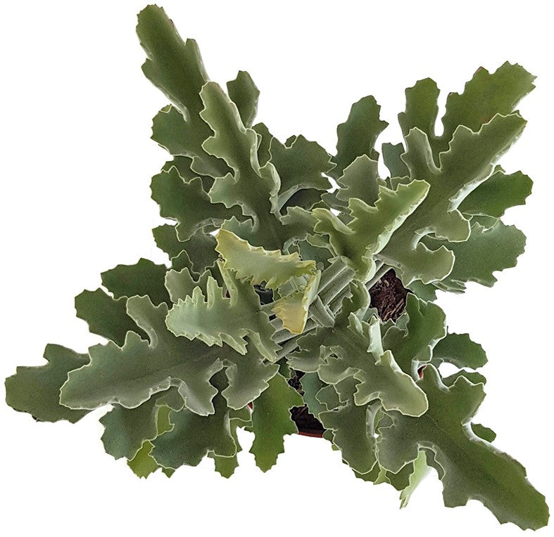 Kalanchoe beharensis - Klon 2