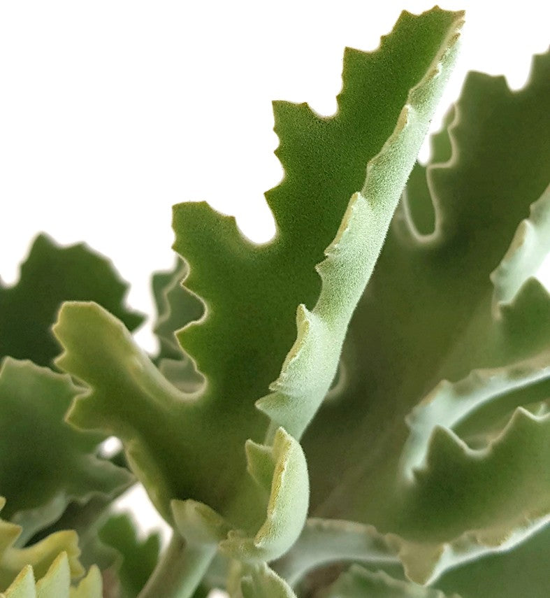 Kalanchoe beharensis - Klon 2