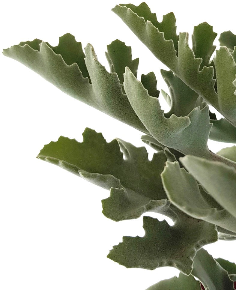 Kalanchoe beharensis - Klon 2