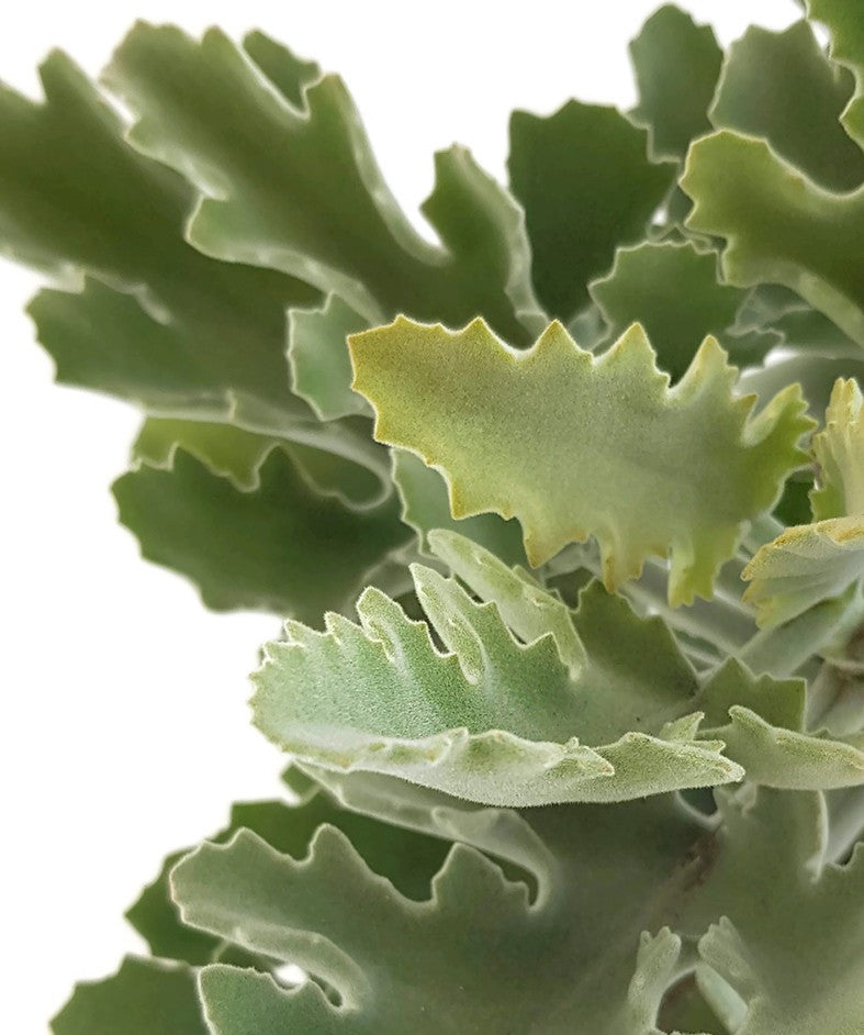 Kalanchoe beharensis - Klon 2