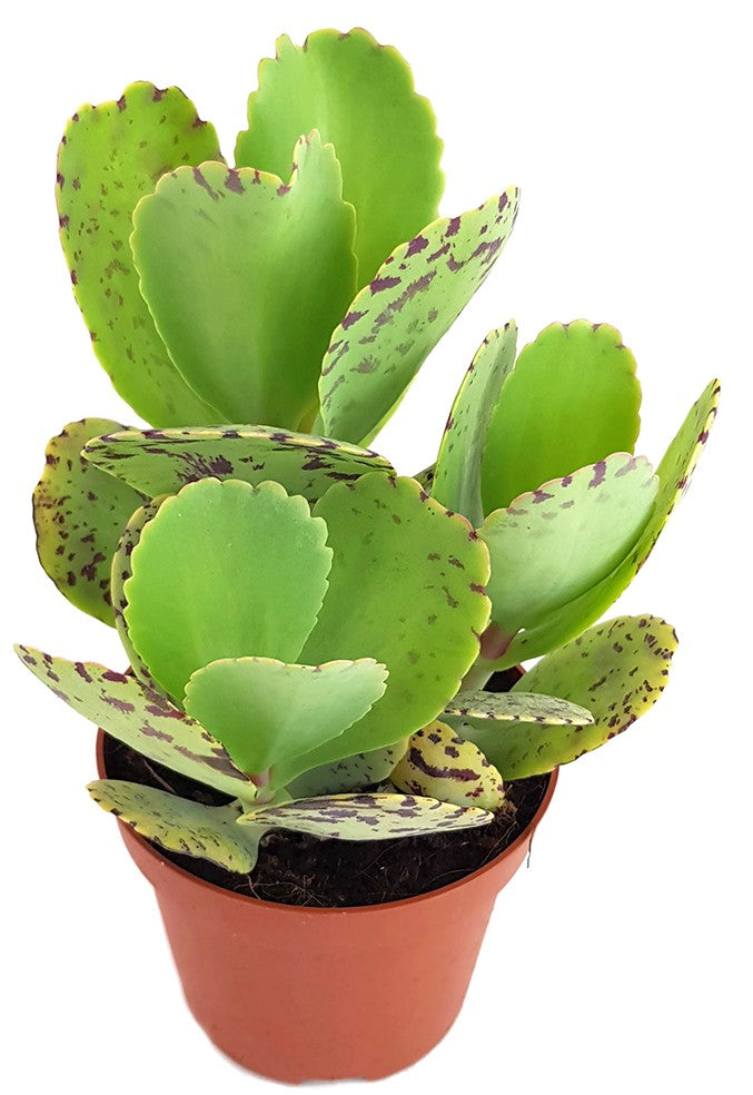 Kalanchoe marmorata - marmoriertes Dickblatt