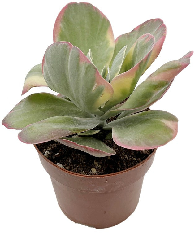 Kalanchoe thyrsiflora Variegata - Wüstenkohl