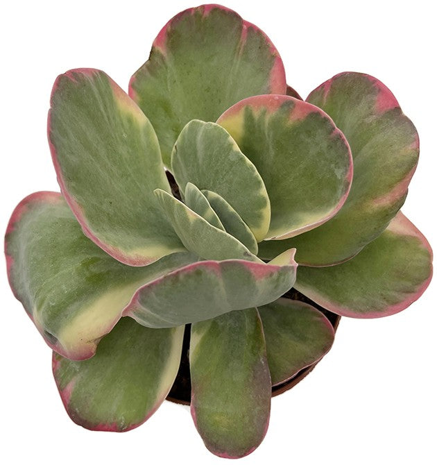 Kalanchoe thyrsiflora Variegata - Wüstenkohl