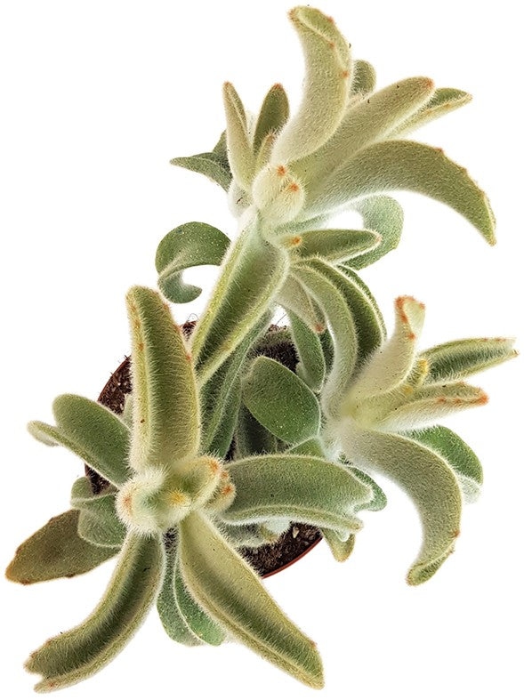 Kalanchoe Tomentosa "Hairy" - Teddybär Sukkulente