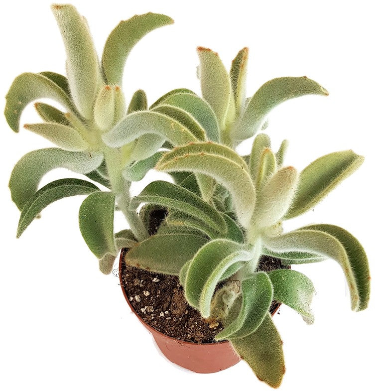 Kalanchoe Tomentosa "Hairy" - Teddybär Sukkulente
