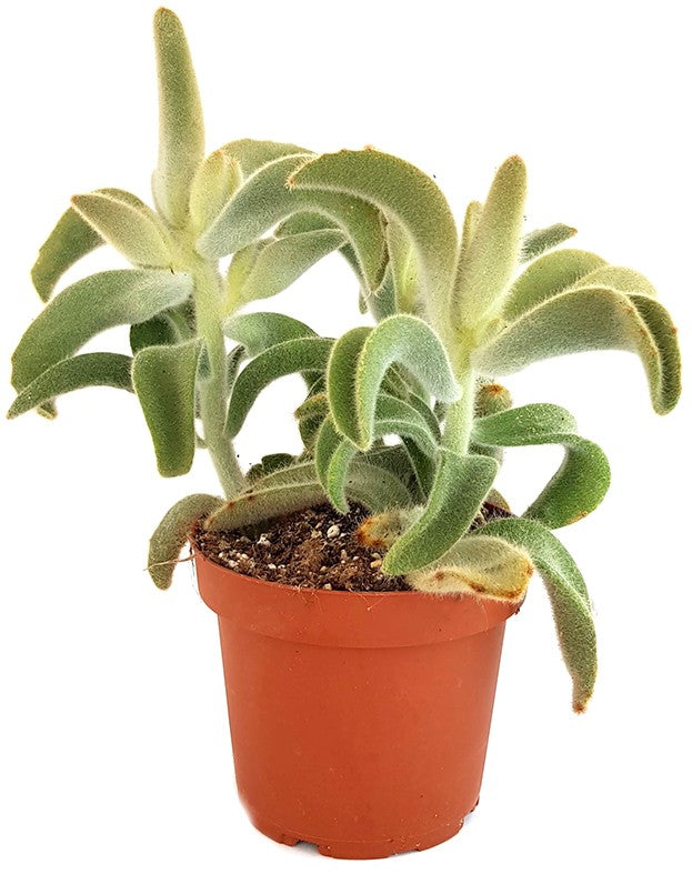 Kalanchoe Tomentosa "Hairy" - Teddybär Sukkulente