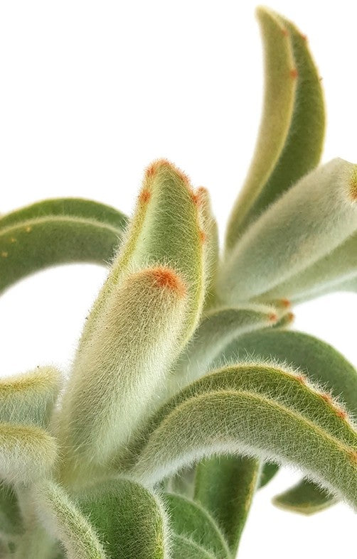 Kalanchoe Tomentosa "Hairy" - Teddybär Sukkulente
