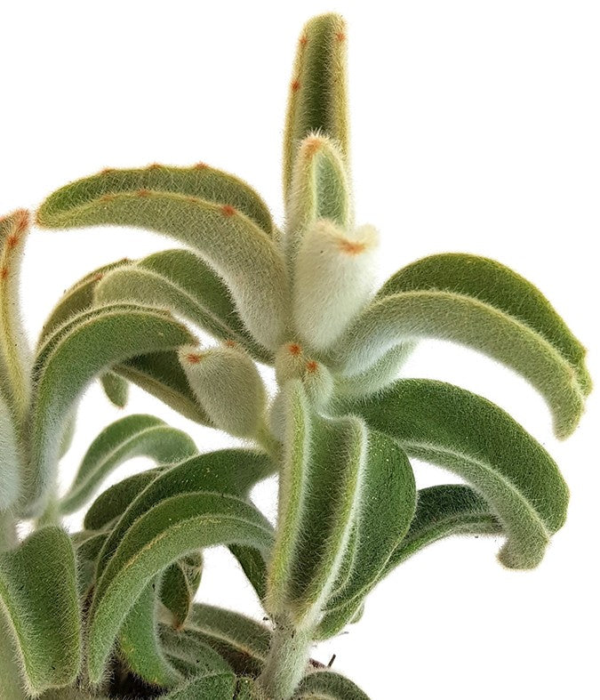 Kalanchoe Tomentosa "Hairy" - Teddybär Sukkulente
