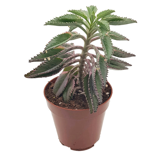 Kalanchoe daigremontiana Hybride - sukkulentes Brutblatt