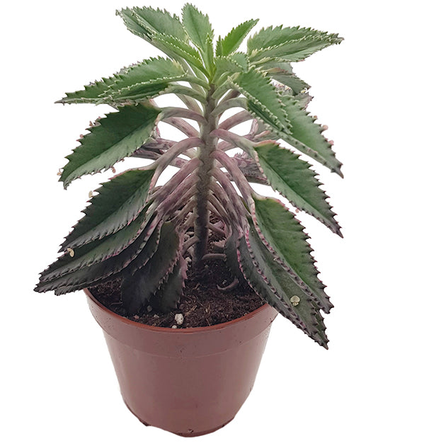 Kalanchoe daigremontiana Hybride - sukkulentes Brutblatt