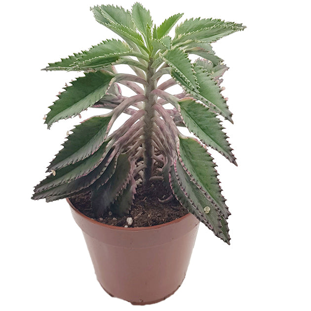 Kalanchoe daigremontiana Hybride - sukkulentes Brutblatt