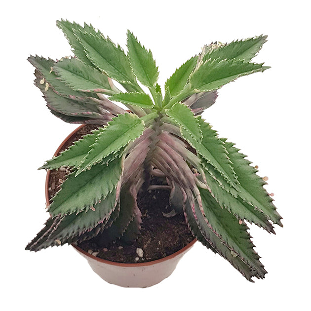 Kalanchoe daigremontiana Hybride - sukkulentes Brutblatt