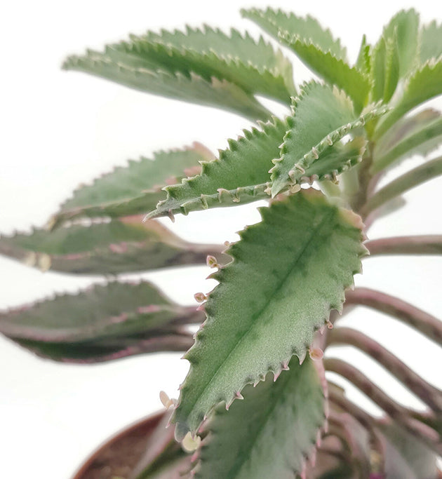 Kalanchoe daigremontiana Hybride - sukkulentes Brutblatt