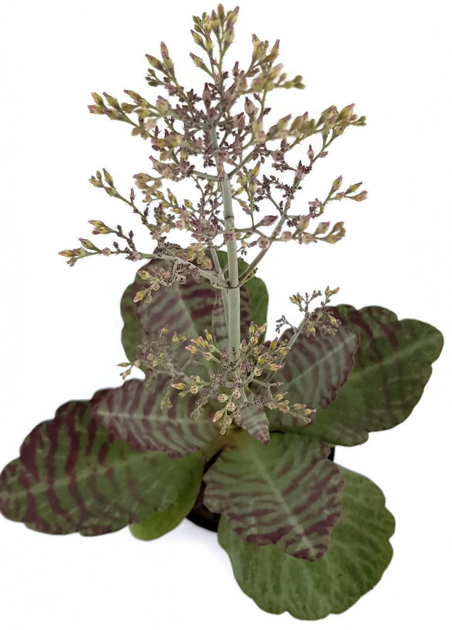 Kalanchoe humilis "Desert Suprise" - Sukkulente