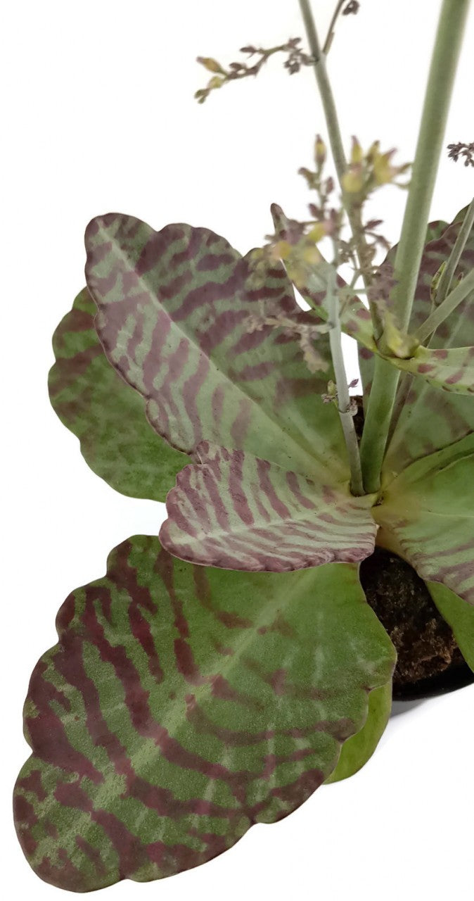 Kalanchoe humilis "Desert Suprise" - Sukkulente