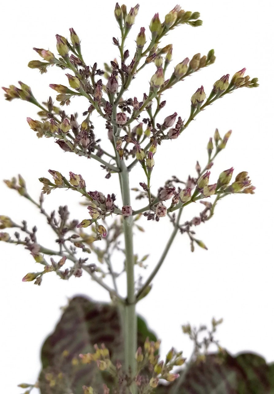 Kalanchoe humilis "Desert Suprise" - Sukkulente
