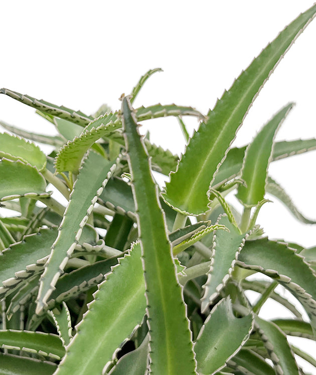 Kalanchoe Hybride II - sukkulentes Brutblatt