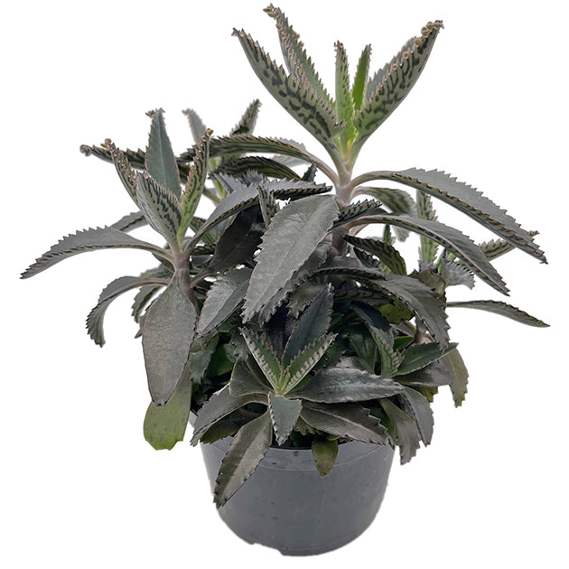 Kalanchoe × houghtonii - sukkulentes Brutblatt