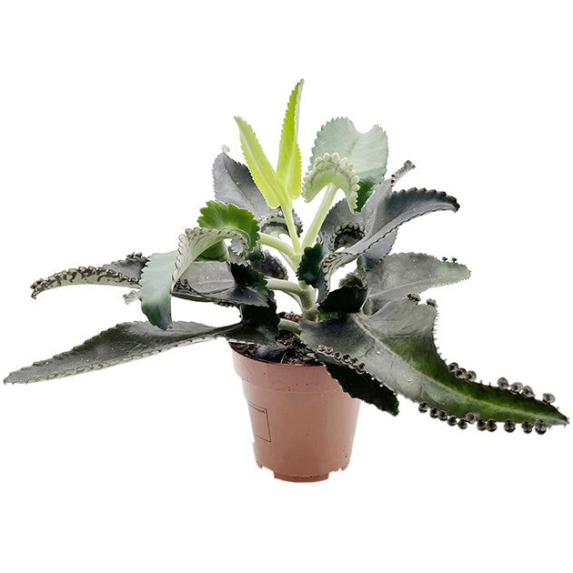 Kalanchoe daigremontiana "Dark Pink" - sukkulentes Brutblatt