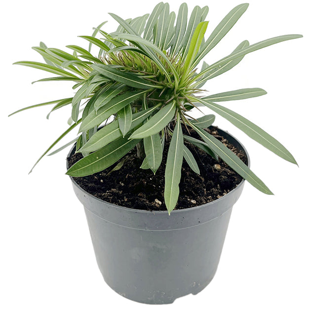 Pachypodium lamerei &