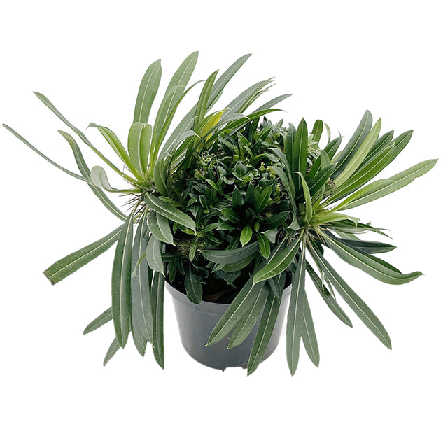 Pachypodium lamerei &