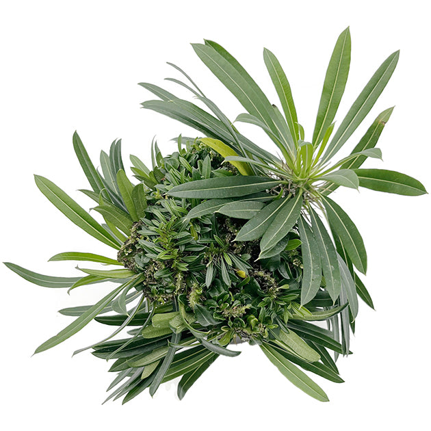 Pachypodium lamerei &