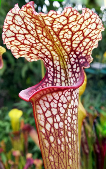 Sarracenia Moorei X Leucophylla "Marston Select"