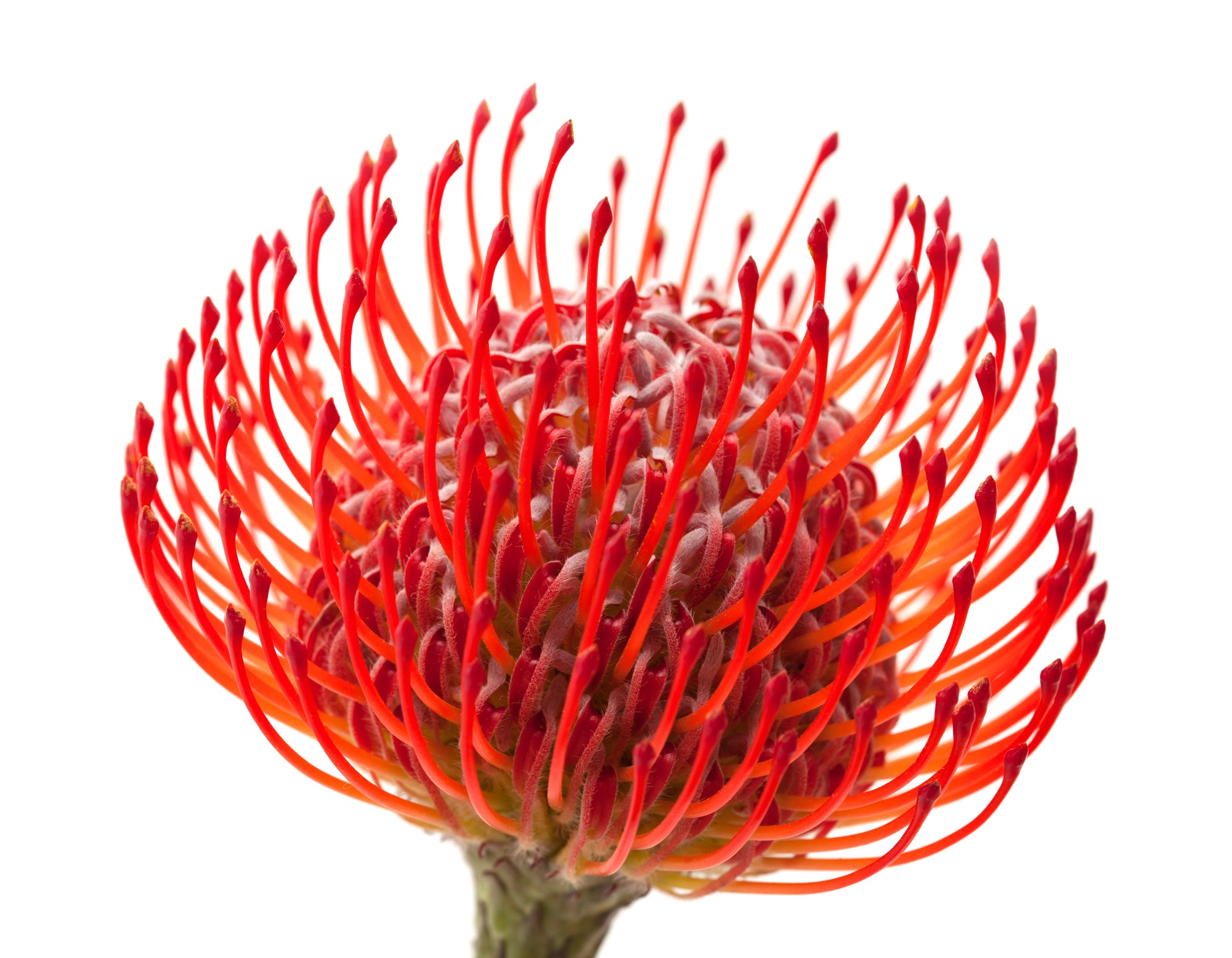 Leucospermum "Ayoba Red" (cordifolium x patersonii) - Nadelkissenpflanze