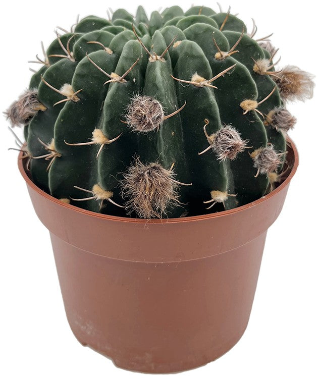 Echinopsis cardenasiana - rosafarbene Blüten