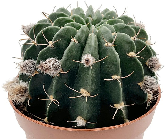 Echinopsis cardenasiana - rosafarbene Blüten