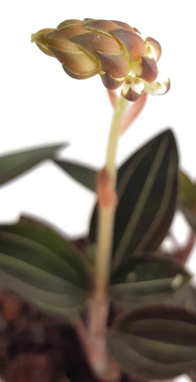 Ludisia discolor - Blattschmuck Orchidee