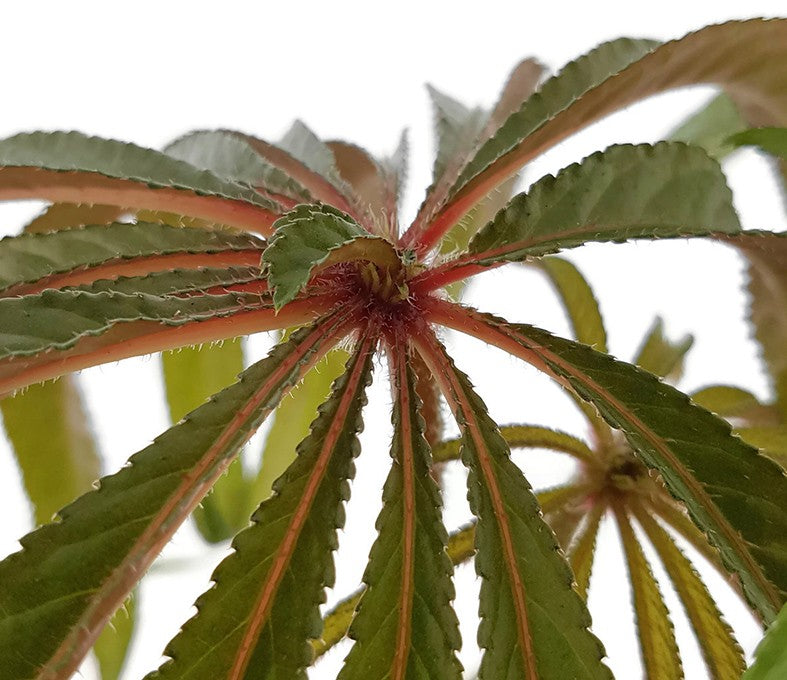 Begonia luxurians - Palmblättrige Begonie