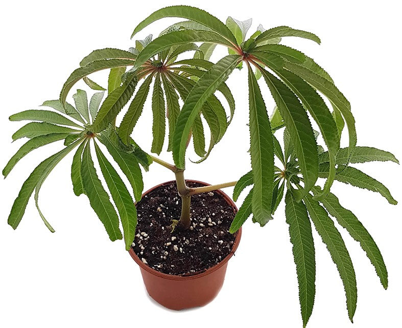 Begonia luxurians - Palmblättrige Begonie