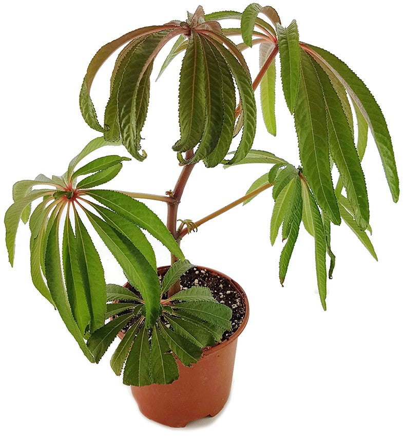 Begonia luxurians - Palmblättrige Begonie