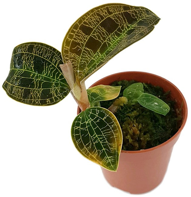 Macodes petola "Gold" - Juwelorchidee