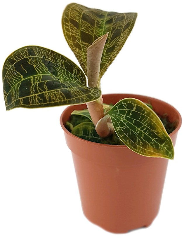 Macodes petola "Gold" - Juwelorchidee