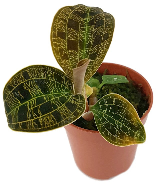 Macodes petola "Gold" - Juwelorchidee