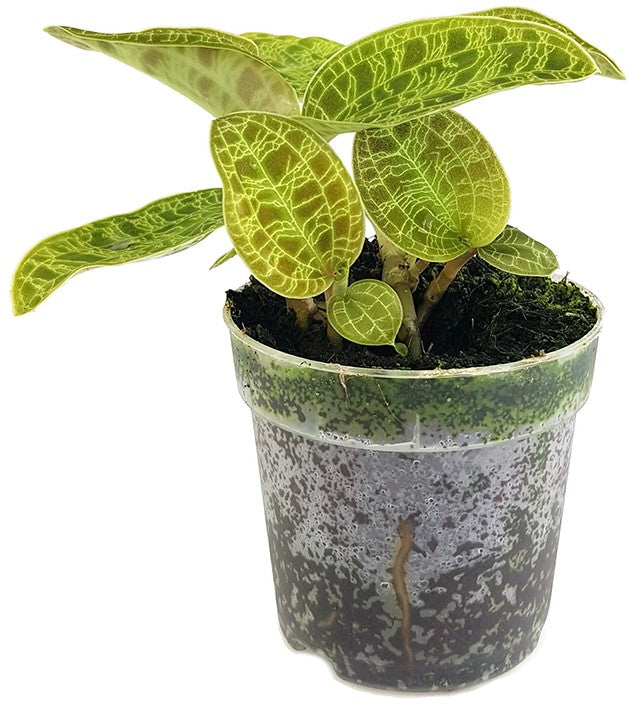 Macodes petola - Juwelorchidee