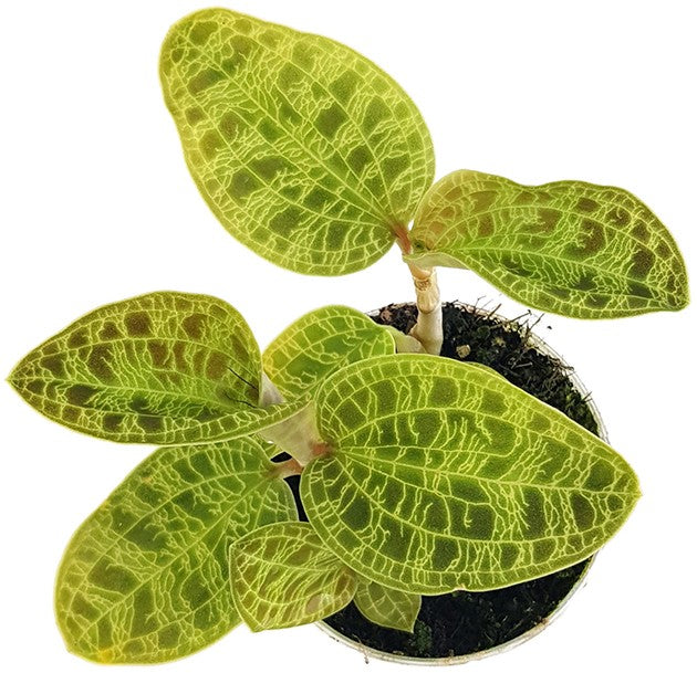 Macodes petola - Juwelorchidee