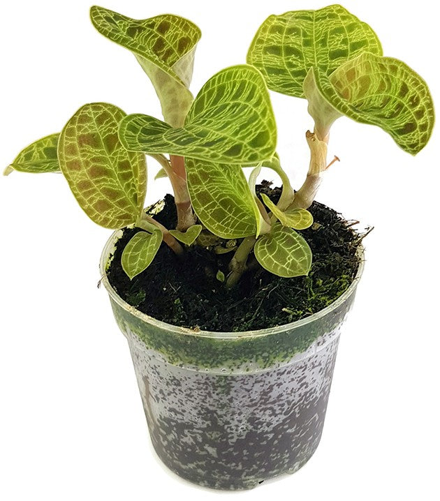 Macodes petola - Juwelorchidee