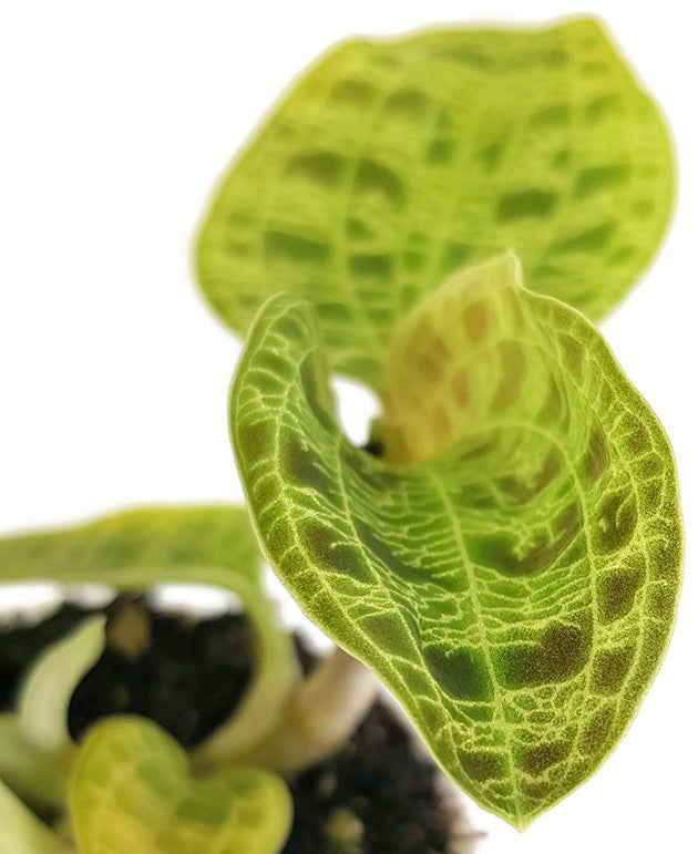 Macodes petola - Juwelorchidee