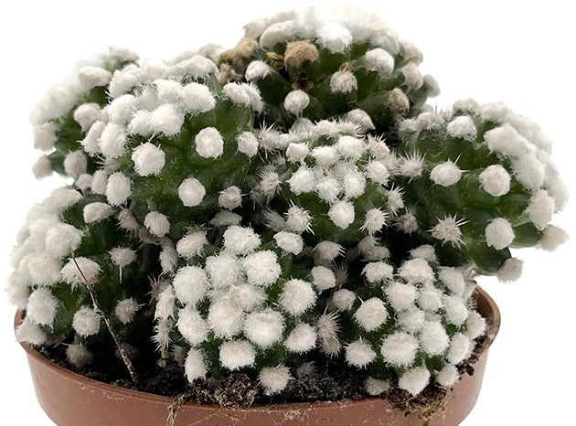 Mammillaria gracilis albata - Schneekappe