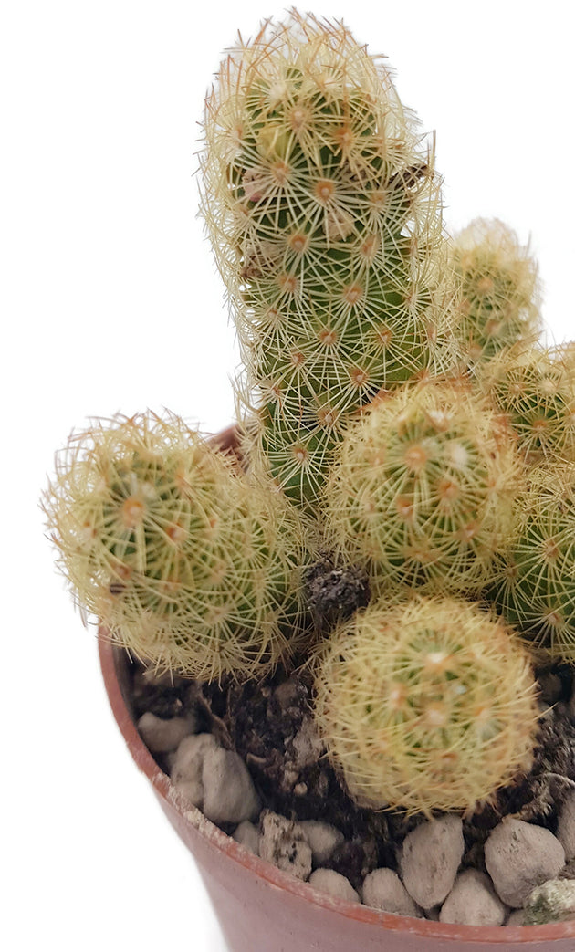 Mammillaria elongata Lemon - Kaktus