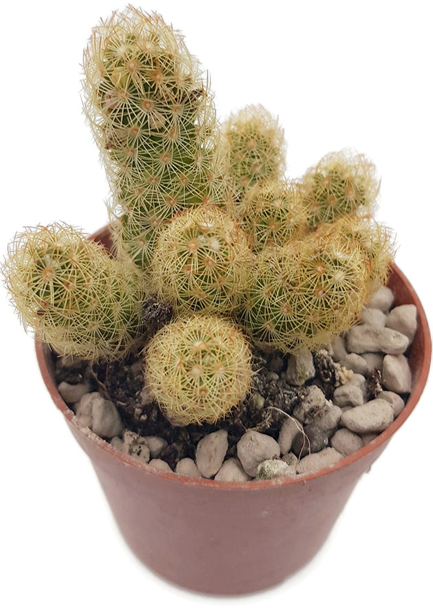 Mammillaria elongata Lemon - Kaktus