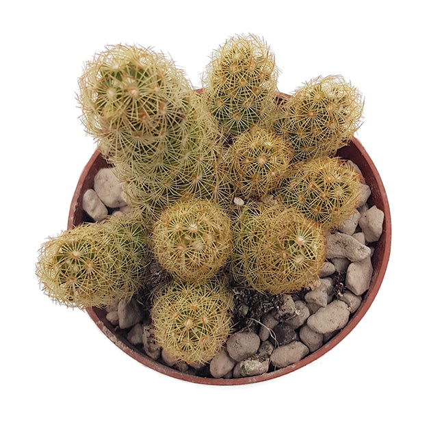 Mammillaria elongata Lemon - Kaktus