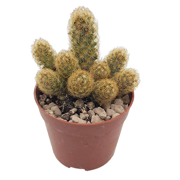 Mammillaria elongata Lemon - Kaktus